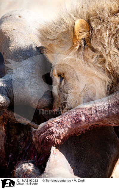 L�we mit Beute / lion with prey / MAZ-03022