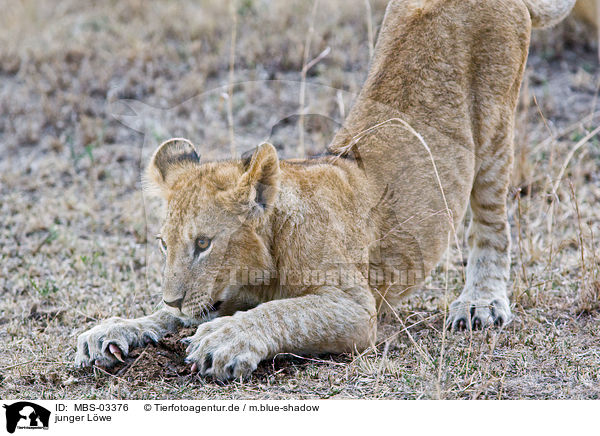 junger L�we / young lion / MBS-03376