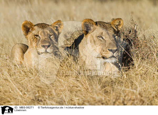 L�winnen / lionesses / MBS-06271