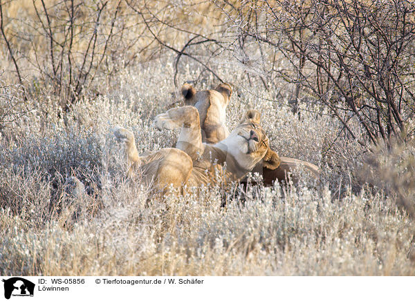 L�winnen / lionesses / WS-05856