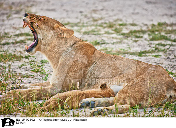 L�wen / lions / JR-02302