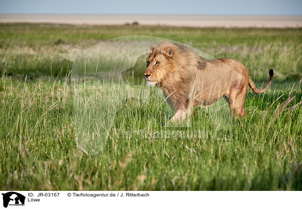 L�we / lion / JR-03167