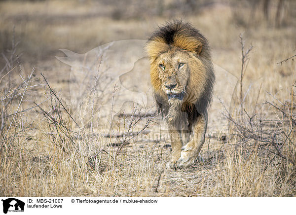 laufender L�we / walking Lion / MBS-21007