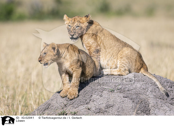 L�wen / Lions / IG-02941