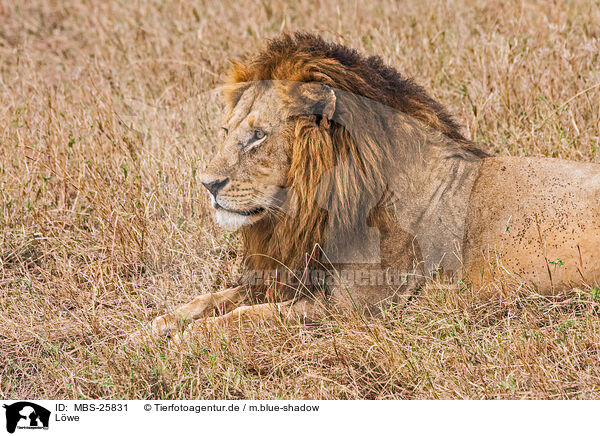 L�we / lion / MBS-25831