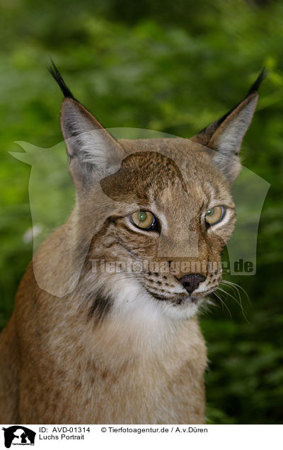 Luchs Portrait / lynx portrait / AVD-01314