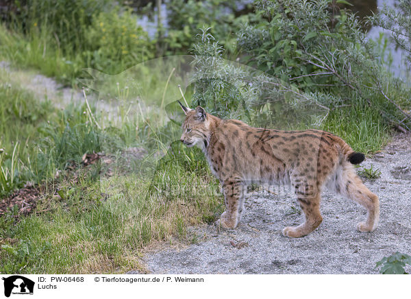 Luchs / lynx / PW-06468