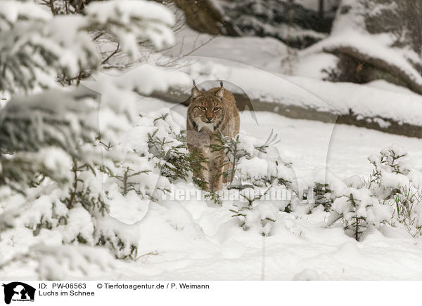 Luchs im Schnee / Lynx in the snow / PW-06563