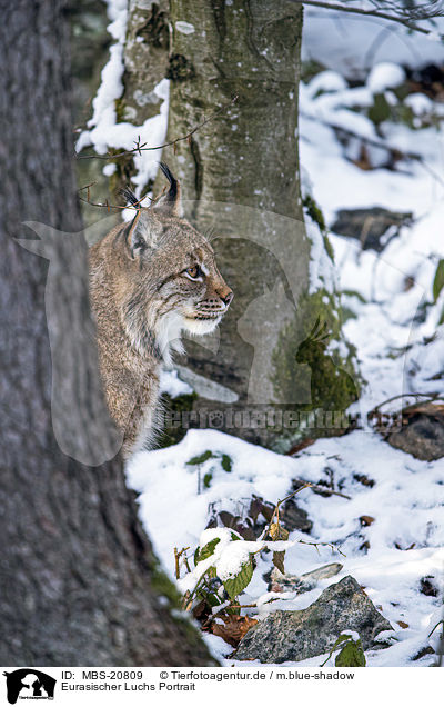 Eurasischer Luchs Portrait / Eurasian Lynx portrait / MBS-20809