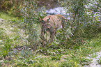 Luchs