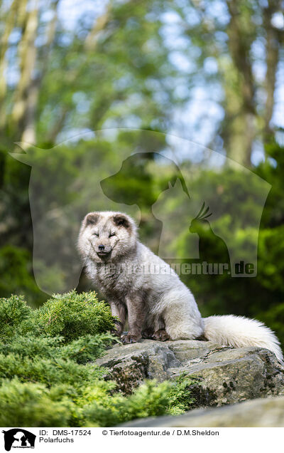 Polarfuchs / polar fox / DMS-17524