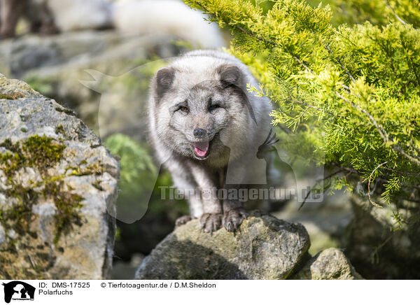 Polarfuchs / polar fox / DMS-17525
