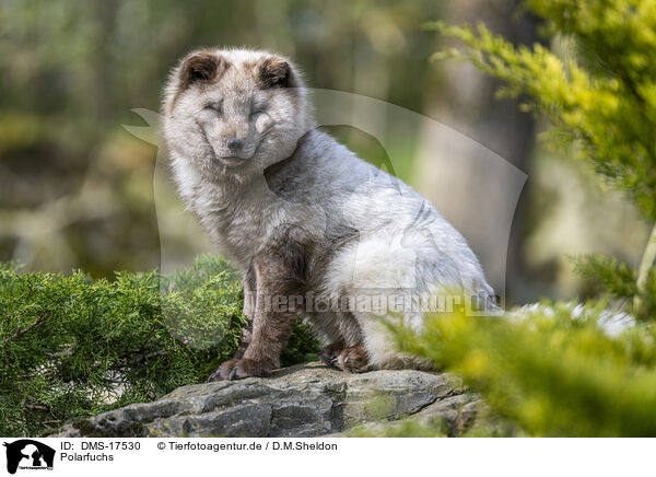 Polarfuchs / polar fox / DMS-17530
