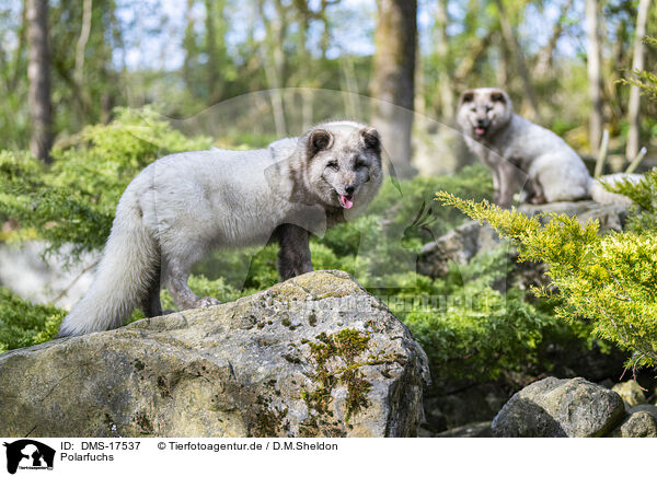 Polarfuchs / polar fox / DMS-17537