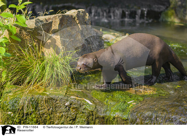 Riesenotter / giant otter / PW-11664
