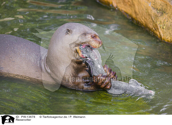 Riesenotter / giant otter / PW-13678