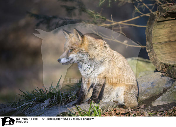 Rotfuchs / red fox / MBS-15155