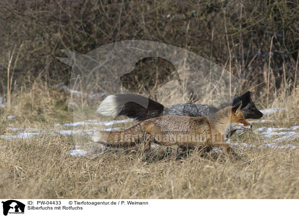 Silberfuchs mit Rotfuchs / silver fox with red fox / PW-04433