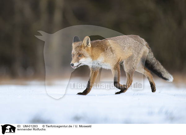 rennender Rotfuchs / running Red Fox / UM-01283