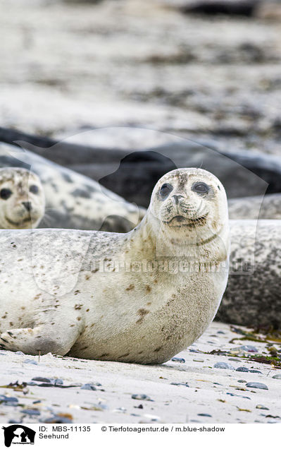Seehund / Common Seal / MBS-11135