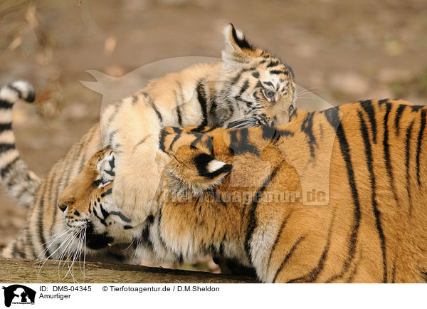 Amurtiger / Siberian tiger / DMS-04345