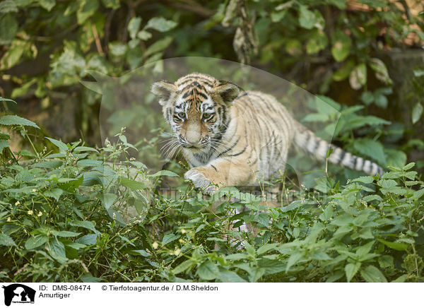 Amurtiger / Amur tiger / DMS-08474