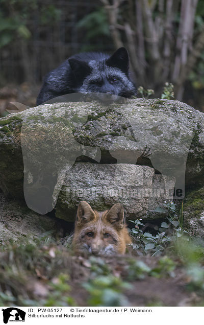 Silberfuchs mit Rotfuchs / Silver fox with Red fox / PW-05127