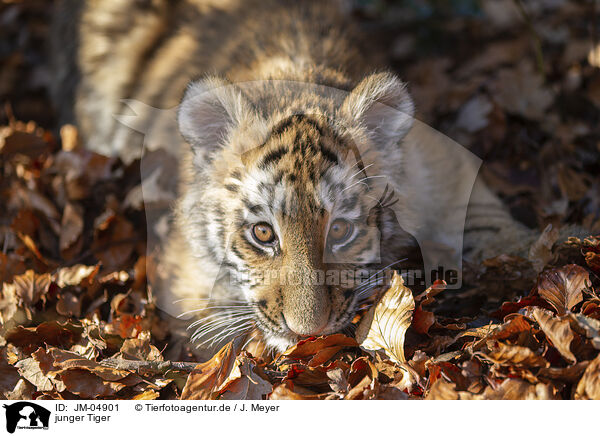 junger Tiger / young Tiger / JM-04901