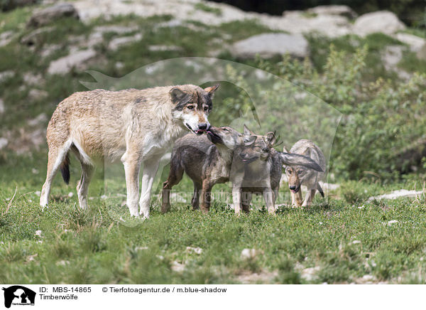 Timberw�lfe / Eastern timber wolves / MBS-14865