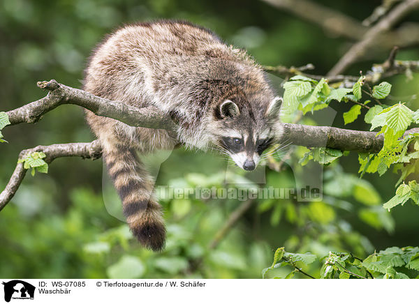 Waschb�r / northern raccoon / WS-07085