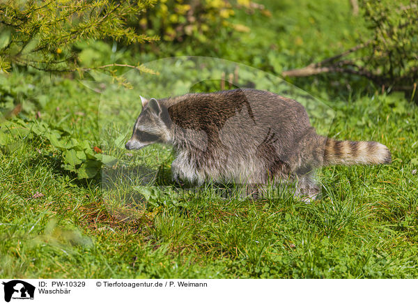 Waschb�r / raccoon / PW-10329
