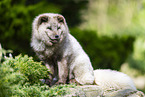 Polarfuchs