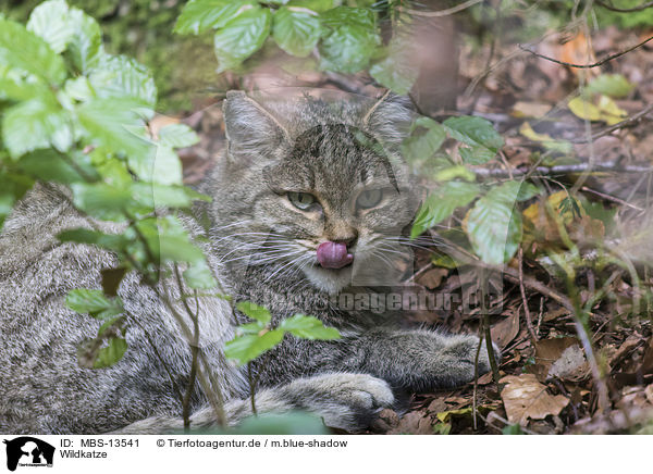 Wildkatze / wildcat / MBS-13541