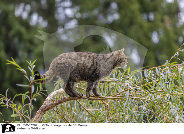 stehende Wildkatze / standing Wildcat / PW-07267