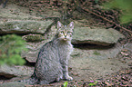 Wildkatze