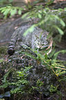 Wildkatze