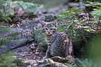 Wildkatze