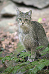 Wildkatze