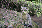 Wildkatze