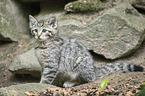 Wildkatze