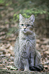 Wildkatze