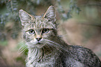 Wildkatze