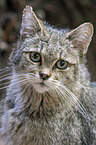 Wildkatze