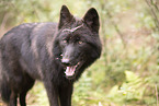 Eurasischer Grauwolf Hybrid