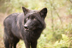 Eurasischer Grauwolf Hybrid