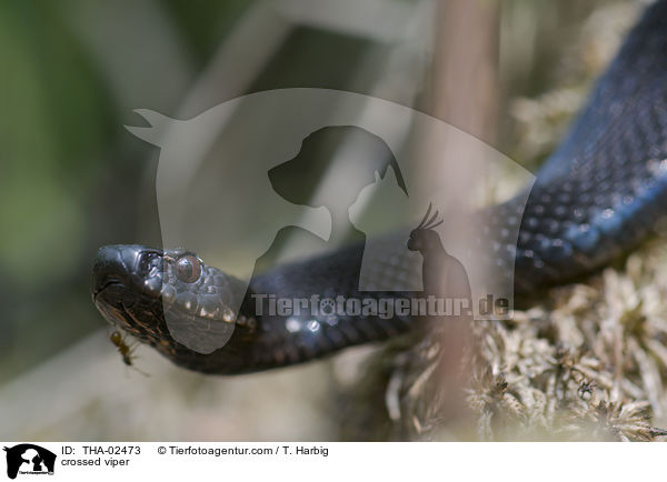 Kreuzotter / crossed viper / THA-02473