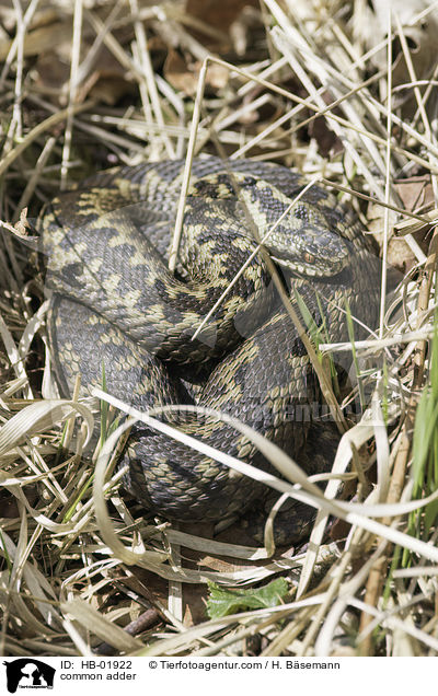 common adder / HB-01922