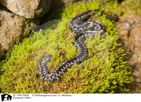 European adder / PW-10950