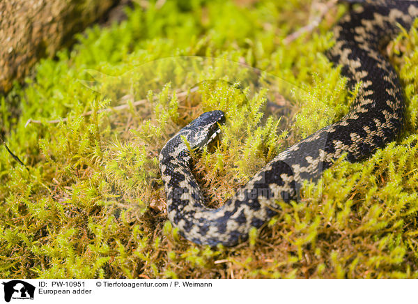 European adder / PW-10951