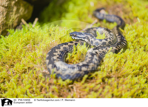Kreuzotter / European adder / PW-10956
